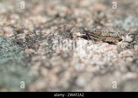 Leafrollermotte (Ancylis unguicella) Stockfoto