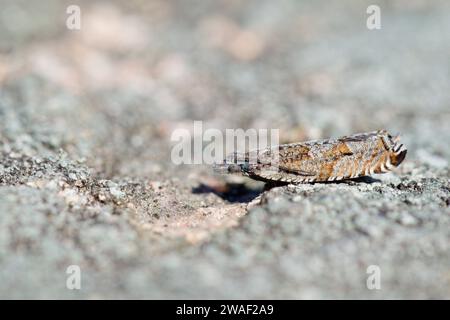 Leafrollermotte (Ancylis unguicella) Stockfoto