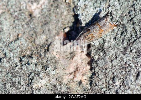 Leafrollermotte (Ancylis unguicella) Stockfoto