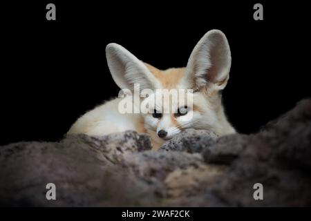 Isoliert auf schwarzem Hintergrund: Fennec-Fuchs, Vulpes Zerda, der kleinste Fuchs, der in den Wüsten Nordafrikas beheimatet ist. Direkter Augenkontakt, große Ohren, Stein Stockfoto