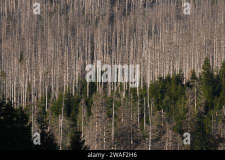 Luftaufnahme der dichten toten Bäume, die von den Rindenkäfern im Harz-Gebirge gefressen werden Stockfoto