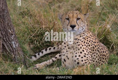 Porträt eines Gepardes, der wachsam im Gras in der wilden Savanne des masai Mara in kenia sitzt Stockfoto