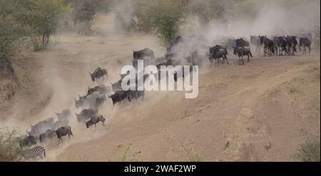 Eine Herde Gnus, die am Flussufer entlang läuft und während der großen jährlichen Wanderung im wilden masai Mara in kenia eine Staubwolke aufwirbelt Stockfoto