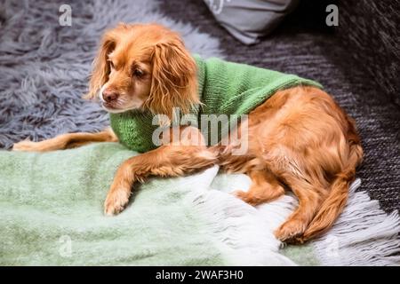 Brauner Spaniel-Mehlhund mit grünem Strickpullover auf einem schwarz-grau melierten Sofa mit Kissen und mintgrüner Decke und grauem Fell Stockfoto