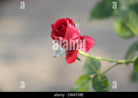 Rosenblume, die die Welt mit dem Seil der Liebe hält, Rose bedeutet Duft Liebe, schöne schöne einzelne rote Rose auf einzelne rote Rose. Stockfoto