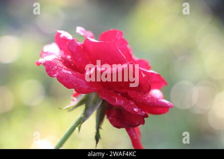 Rosenblume, die die Welt mit dem Seil der Liebe hält, Rose bedeutet Duft Liebe, schöne schöne Rose in der Natur Stockfoto