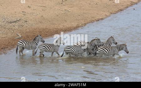Eine Herde gemeiner Zebras überquert den Mara River während der jährlichen großen Wanderung in die wilde Masai Mara, Kenia Stockfoto