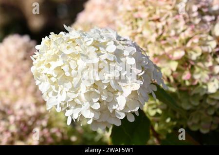 Hortensie paniculata Limelight wächst im britischen Garten September Stockfoto