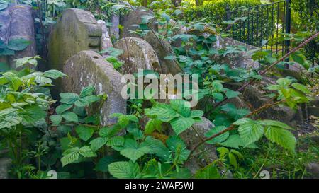 Pancras Rd, London, Großbritannien - 13. Mai 2017: Der berühmte Hardy Tree wächst zwischen den Grabsteinen auf dem Friedhof der St. Pancras Old Church. Stockfoto