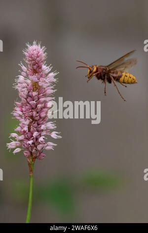 Eine lebendige Nahaufnahme einer Hornissen, die über einem leuchtend rosa Blumenfeld und grünem Gras in voller Blüte schwebt Stockfoto