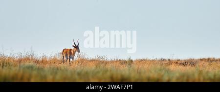 Eine junge männliche Saiga-Antilope. Portret von wilden Antilopen in der Steppe. Saiga tatarica Antilopenweiden in der Steppe. Gefährdete Arten Saiga Stockfoto