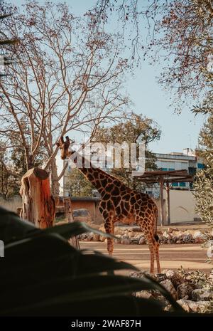 Giraffe im Zoo von Lissabon, wunderschönes Tier Stockfoto