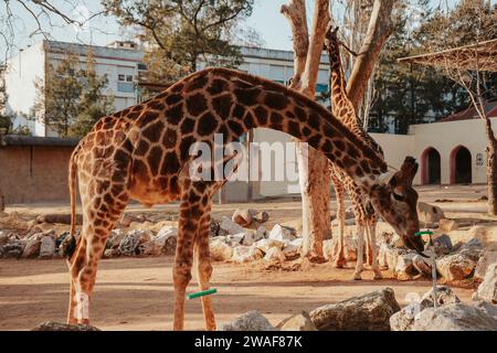 Giraffe im Zoo von Lissabon, wunderschönes Tier Stockfoto