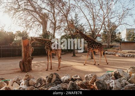 Giraffe im Zoo von Lissabon, wunderschönes Tier Stockfoto