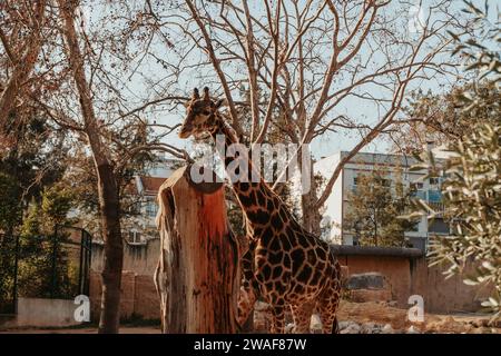 Giraffe im Zoo von Lissabon, wunderschönes Tier Stockfoto