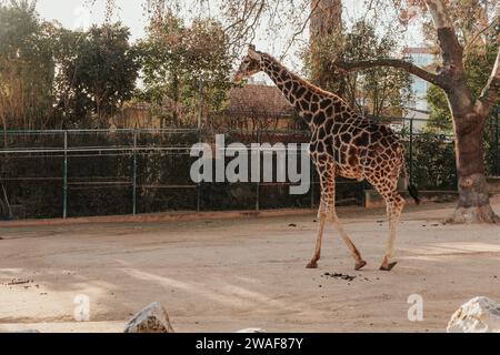 Giraffe im Zoo von Lissabon, wunderschönes Tier Stockfoto