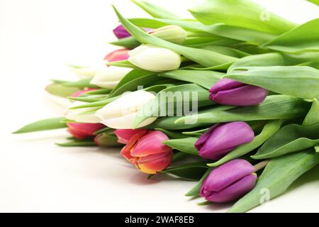 Nahaufnahme mehrfarbiger Tulpenblüten. Studio-Aufnahme. Stockfoto