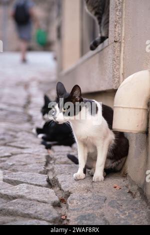 Verlassene Katzen ohne Haus oder Besitzer, die auf der Straße leben. Stockfoto