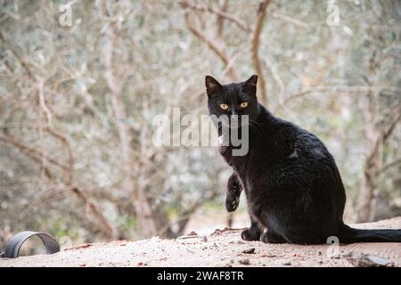 Verlassene Katze ohne Haus und ohne Besitzer, der auf der Straße wohnt. Portraitfoto einer schwarzen Katze, die sitzt und in die Kamera schaut. Stockfoto