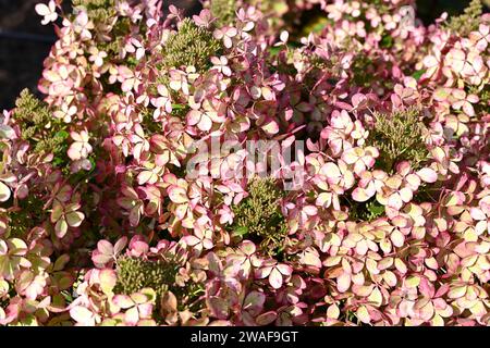 Hortensie paniculata Pastelgrün wächst im britischen Garten September Stockfoto