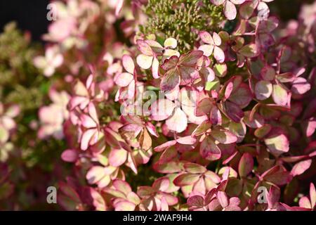 Hortensie paniculata Pastelgrün wächst im britischen Garten September Stockfoto