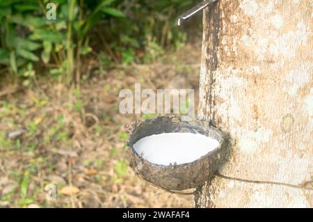 Nahaufnahme der Schüssel ist voll mit Naturlatex, gezapft oder aus Gummibäumen in einer Kautschukplantage im Süden Thailands extrahiert. Stockfoto