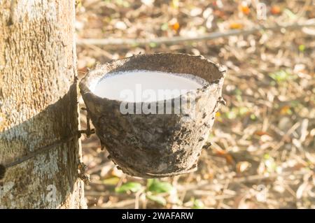 Nahaufnahme der Schüssel ist voll mit Naturlatex, gezapft oder aus Gummibäumen in einer Kautschukplantage im Süden Thailands extrahiert. Stockfoto