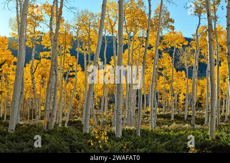 Aspens „Pando Clone“, der von einem einzigen genetischen Marker, dem Fishlake National Forest, auf einer Höhe von 8848 ft stammt. Wasatch Mountain Range, Utah. Stockfoto