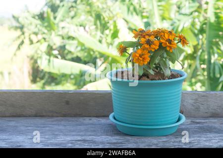 Gelbe Blumen blühen im blauen Topf in einem offenen Café oder Restaurant in Thailand im Landesinneren. Stockfoto