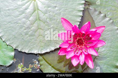 Einzelne schöne rosa Seerose oder Lotus mit grünen Blättern wird im Wasser öffentlichen Park in Thailand, Buddha Blume genommen. Stockfoto