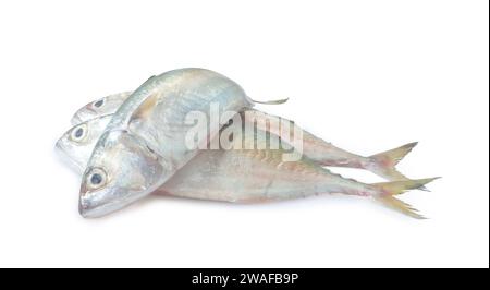 Drei frische Makrelenfische im Stapel sind auf weißem Hintergrund mit Beschneidungspfad isoliert. Stockfoto