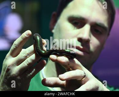 Archispirostreptus gigas, auch bekannt als der riesige afrikanische Tausendfüßler oder Chongololo, ist die größte erhaltene Art des Tausendfüßlers mit einem Wachstum von bis zu 33,5 Zentimetern. Detritivores ernähren sich von toten und verfallenden organischen Stoffen in ihrem Lebensraum. Diese organische Materie könnte Dinge wie verfallende Bäume, Baumstämme und Pflanzen sein. Alle diese Produkte sind nährstoffreich für einen Tausendfüßer und machen den Großteil ihrer Ernährung aus. Stockfoto