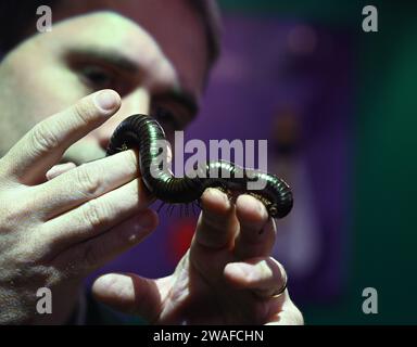 Archispirostreptus gigas, auch bekannt als der riesige afrikanische Tausendfüßler oder Chongololo, ist die größte erhaltene Art des Tausendfüßlers mit einem Wachstum von bis zu 33,5 Zentimetern. Detritivores ernähren sich von toten und verfallenden organischen Stoffen in ihrem Lebensraum. Diese organische Materie könnte Dinge wie verfallende Bäume, Baumstämme und Pflanzen sein. Alle diese Produkte sind nährstoffreich für einen Tausendfüßer und machen den Großteil ihrer Ernährung aus. Stockfoto