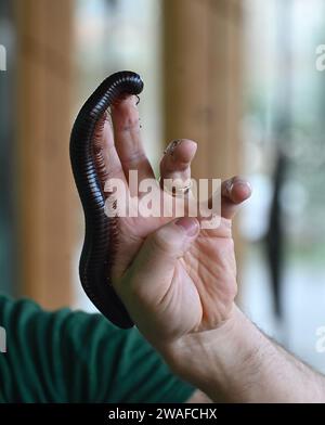 Archispirostreptus gigas, auch bekannt als der riesige afrikanische Tausendfüßler oder Chongololo, ist die größte erhaltene Art des Tausendfüßlers mit einem Wachstum von bis zu 33,5 Zentimetern. Detritivores ernähren sich von toten und verfallenden organischen Stoffen in ihrem Lebensraum. Diese organische Materie könnte Dinge wie verfallende Bäume, Baumstämme und Pflanzen sein. Alle diese Produkte sind nährstoffreich für einen Tausendfüßer und machen den Großteil ihrer Ernährung aus. Stockfoto