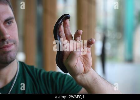 Archispirostreptus gigas, auch bekannt als der riesige afrikanische Tausendfüßler oder Chongololo, ist die größte erhaltene Art des Tausendfüßlers mit einem Wachstum von bis zu 33,5 Zentimetern. Detritivores ernähren sich von toten und verfallenden organischen Stoffen in ihrem Lebensraum. Diese organische Materie könnte Dinge wie verfallende Bäume, Baumstämme und Pflanzen sein. Alle diese Produkte sind nährstoffreich für einen Tausendfüßer und machen den Großteil ihrer Ernährung aus. Stockfoto