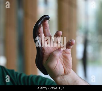 Archispirostreptus gigas, auch bekannt als der riesige afrikanische Tausendfüßler oder Chongololo, ist die größte erhaltene Art des Tausendfüßlers mit einem Wachstum von bis zu 33,5 Zentimetern. Detritivores ernähren sich von toten und verfallenden organischen Stoffen in ihrem Lebensraum. Diese organische Materie könnte Dinge wie verfallende Bäume, Baumstämme und Pflanzen sein. Alle diese Produkte sind nährstoffreich für einen Tausendfüßer und machen den Großteil ihrer Ernährung aus. Stockfoto