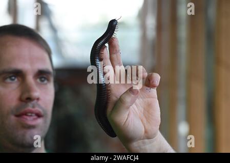 Archispirostreptus gigas, auch bekannt als der riesige afrikanische Tausendfüßler oder Chongololo, ist die größte erhaltene Art des Tausendfüßlers mit einem Wachstum von bis zu 33,5 Zentimetern. Detritivores ernähren sich von toten und verfallenden organischen Stoffen in ihrem Lebensraum. Diese organische Materie könnte Dinge wie verfallende Bäume, Baumstämme und Pflanzen sein. Alle diese Produkte sind nährstoffreich für einen Tausendfüßer und machen den Großteil ihrer Ernährung aus. Stockfoto