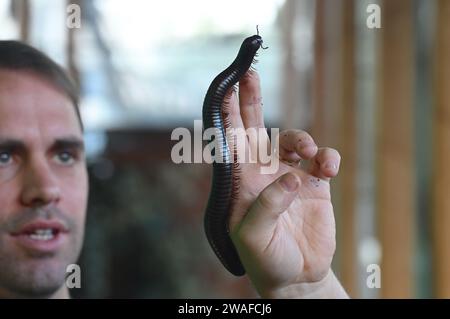 Archispirostreptus gigas, auch bekannt als der riesige afrikanische Tausendfüßler oder Chongololo, ist die größte erhaltene Art des Tausendfüßlers mit einem Wachstum von bis zu 33,5 Zentimetern. Detritivores ernähren sich von toten und verfallenden organischen Stoffen in ihrem Lebensraum. Diese organische Materie könnte Dinge wie verfallende Bäume, Baumstämme und Pflanzen sein. Alle diese Produkte sind nährstoffreich für einen Tausendfüßer und machen den Großteil ihrer Ernährung aus. Stockfoto