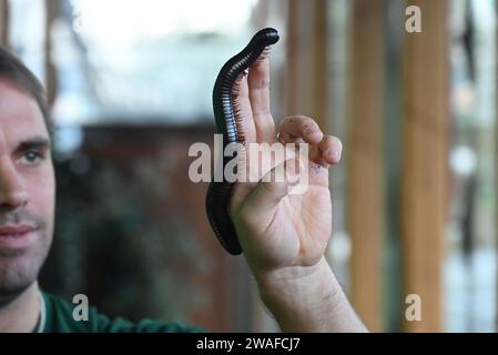 Archispirostreptus gigas, auch bekannt als der riesige afrikanische Tausendfüßler oder Chongololo, ist die größte erhaltene Art des Tausendfüßlers mit einem Wachstum von bis zu 33,5 Zentimetern. Detritivores ernähren sich von toten und verfallenden organischen Stoffen in ihrem Lebensraum. Diese organische Materie könnte Dinge wie verfallende Bäume, Baumstämme und Pflanzen sein. Alle diese Produkte sind nährstoffreich für einen Tausendfüßer und machen den Großteil ihrer Ernährung aus. Stockfoto