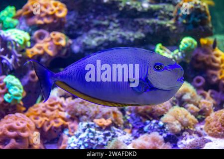 NASO vlamingii, der Bignose Einhörnfisch, ist im Indo-Pazifik-Wasseraquarium Lausanne zu finden Stockfoto