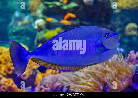 NASO vlamingii, der Bignose Einhörnfisch, ist im Indo-Pazifik-Wasseraquarium Lausanne zu finden Stockfoto