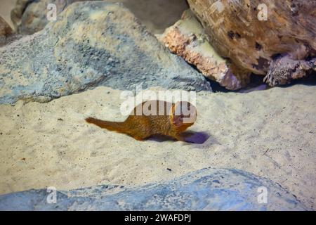 Ein Mungo ist ein kleines fleischfressendes Säugetier der Familie Herpestidae im Zoo Lausanne Stockfoto