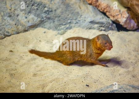 Ein Mungo ist ein kleines fleischfressendes Säugetier der Familie Herpestidae im Zoo Lausanne Stockfoto