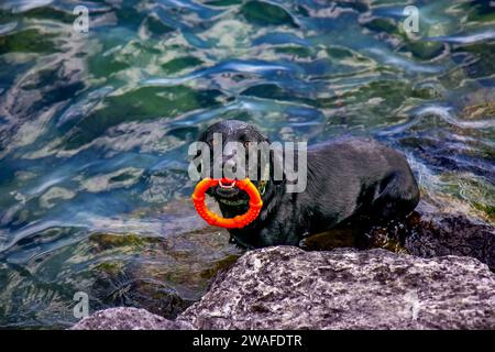 Nasser Hund spielt mit Spielzeug im See Stockfoto