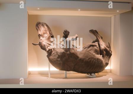 Gipsgießer von Wollnashörnern, die in Starunia, Ukraine, gefunden wurden, im Natural History Museum London zu sehen Stockfoto