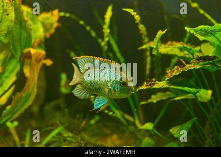 Blauer Widder, Mikrogeophagus ramirezi im bepflanzten Aquarium Stockfoto