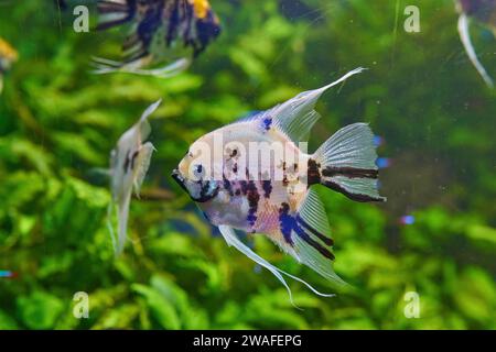 Zierfische Scalaria oder Engelfische Pterophyllum scalare in Nahaufnahme Stockfoto