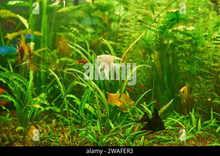 Zierfische Scalaria oder Engelfische Pterophyllum scalare in Nahaufnahme Stockfoto