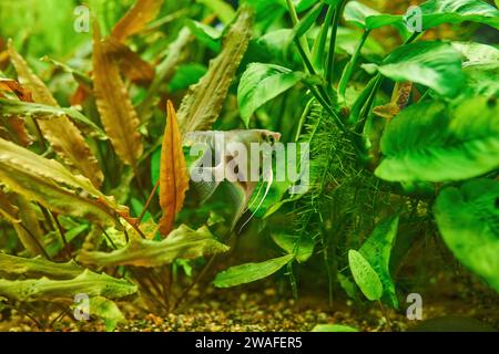 Zierfische Scalaria oder Engelfische Pterophyllum scalare in Nahaufnahme Stockfoto