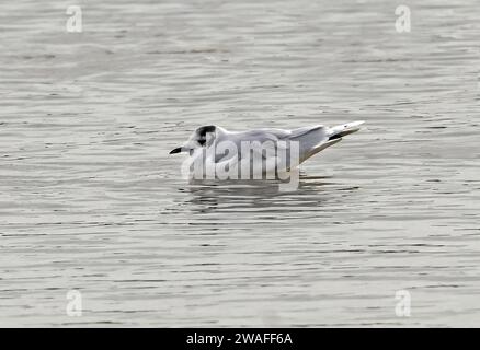 Little Gull (Hydrocoloeus minutus) Winter Gefieder Erwachsene schwimmen in der Lagune Norfolk, Großbritannien. Oktober Stockfoto